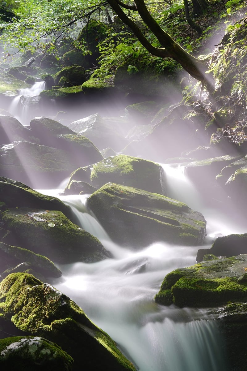 Whimsical Glade